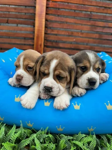 beagles vacinados