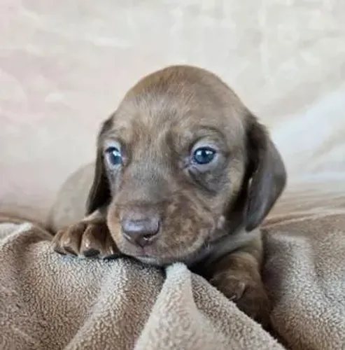 Dachshund,Dachshund Filhote Saudável Excelente Companhia