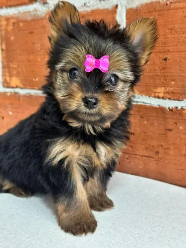 yorkshire fofinha