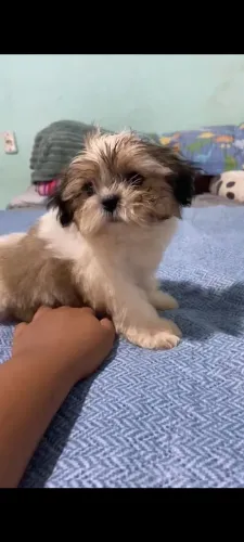 Machos disponível 