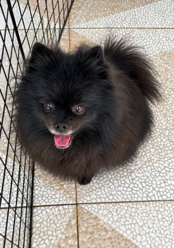 Vendo Spitz Alemão preto original