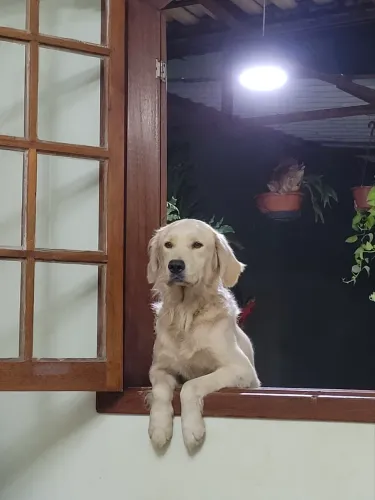 Hulk | Golden Retriever Light Golden | Reprodutor Experiente