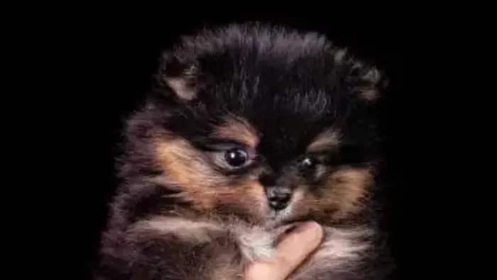 Spitz alemao pequeno e encantador