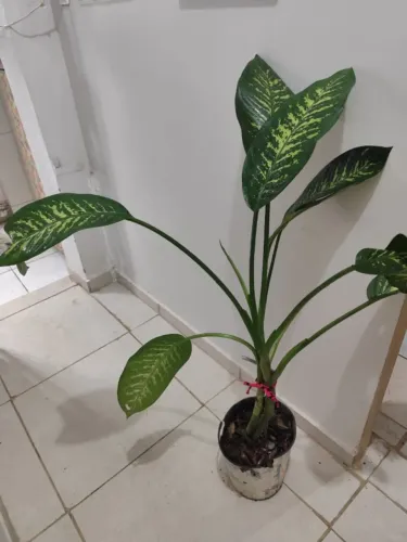 Comigo ninguém pode - 2 unidades de porte médio 1m20cm