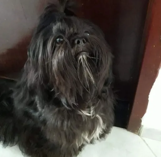 SHIH TZU MACHO DISPONÍVEL PARA CRUZA 
