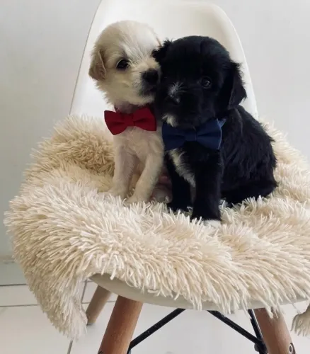Poodle com maltês machos