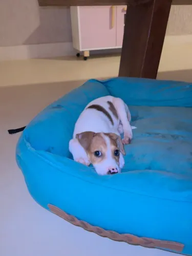 Cachorro porte pequeno macho dócil!