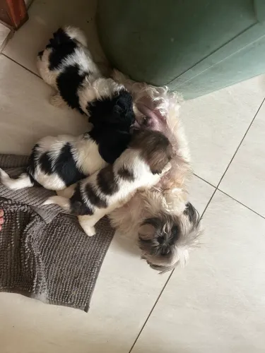 Filhote de shih tzu