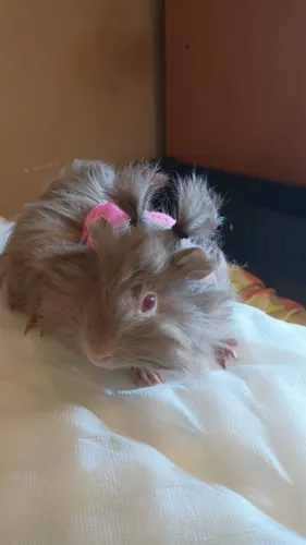 Porquinho da índia Abisinio macho
