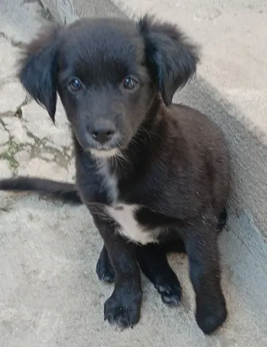 Filhote de Pincher fêmea 2 meses