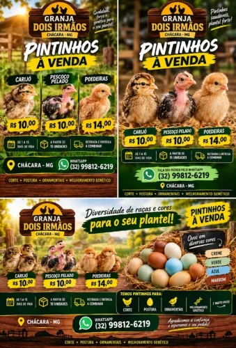 Vendo excelentes pintinhos de corte e postura!