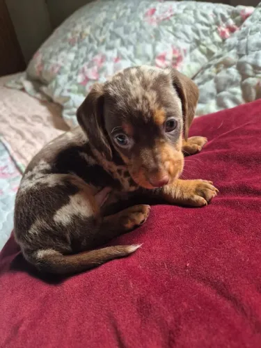 Dachshund (salsicha)