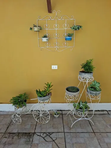 Jarros e plantas