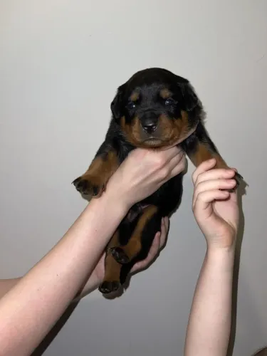 Filhote Rottweiler Puro Macho