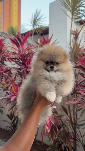 Spitz Alemão macho