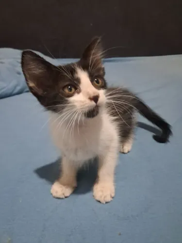 Gata fêmea disponível hoje 16/09
