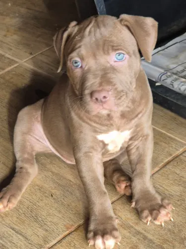 Filhotes de pitbull