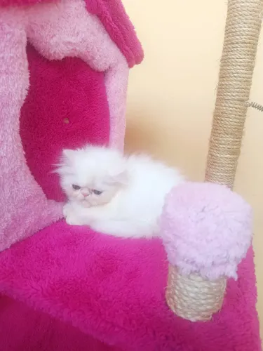 Persa Branco Bolinha de Algodão 