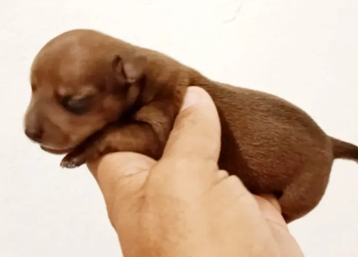 Pinscher miniaturas
