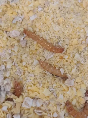 Alimentos Tenebrios para Aves R$ 5,00 reais