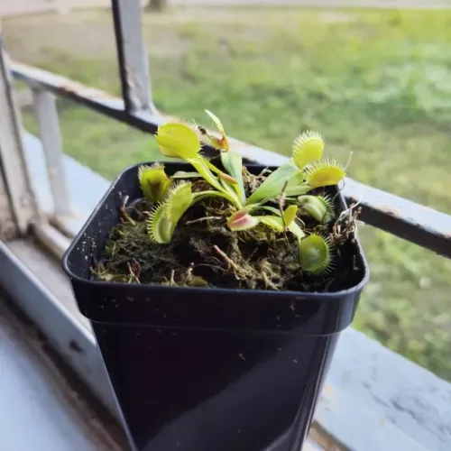 Planta carnívora Dioneia