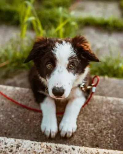 Excepcionais Filhotes de Border Collie - Inteligência e Energia sem Limites