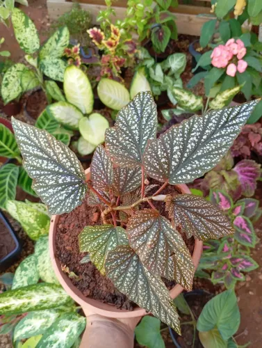Plantas lindas exóticas e de fácil cultivo.