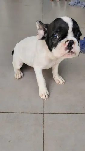 Bulldog francês a venda