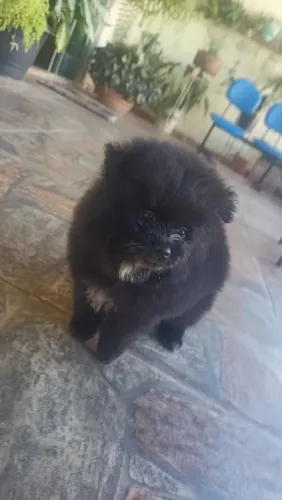 Spitz alemão machos
