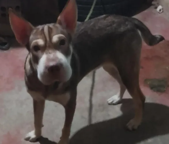 Doação de cachorro misturado com scharpei