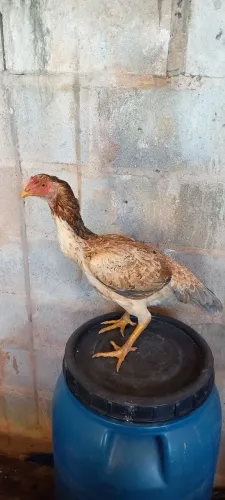 Galinha india 