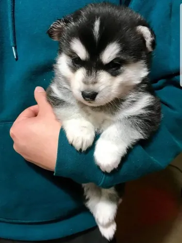 Husky siberiano Uma escolha diferenciada para sua família
