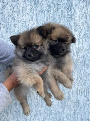 Spitz Alemão Filhotes Disponíveis | Encanto e Alegria