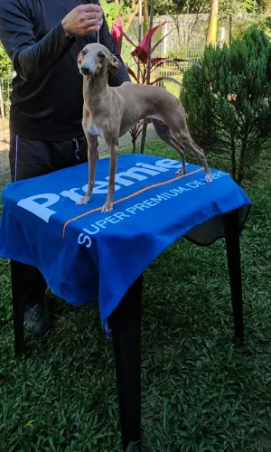 Galgo Italiano Femea 11 meses