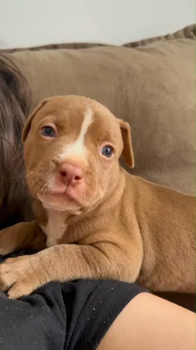 Filhote de pitbull macho 