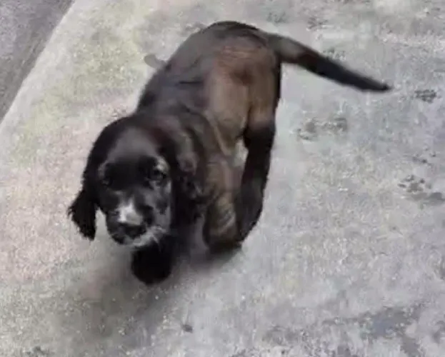 Lindo filhote de Cocker spaniel