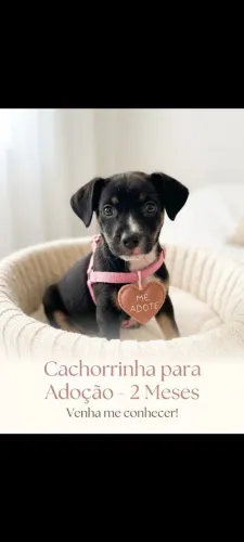 Doa se cachorrinha