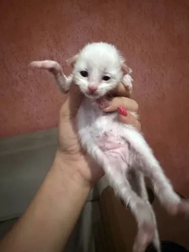 Gato filhote
