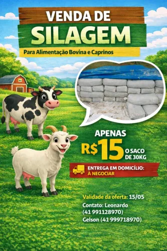 Silagem de Milho