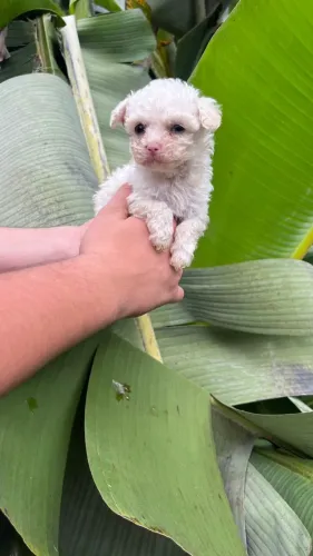 Poodle cheio de carinho para você