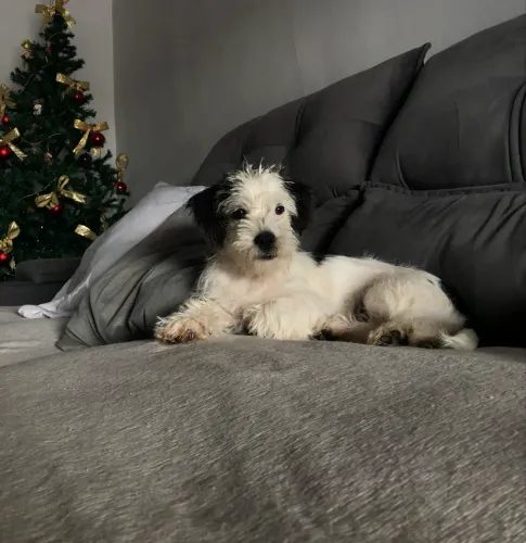 Cadela Fêmea para Adoção 