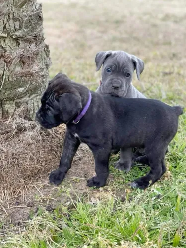 Cane Corso amorosos e companheiros 