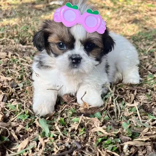 Shih Tzu com características incríveis