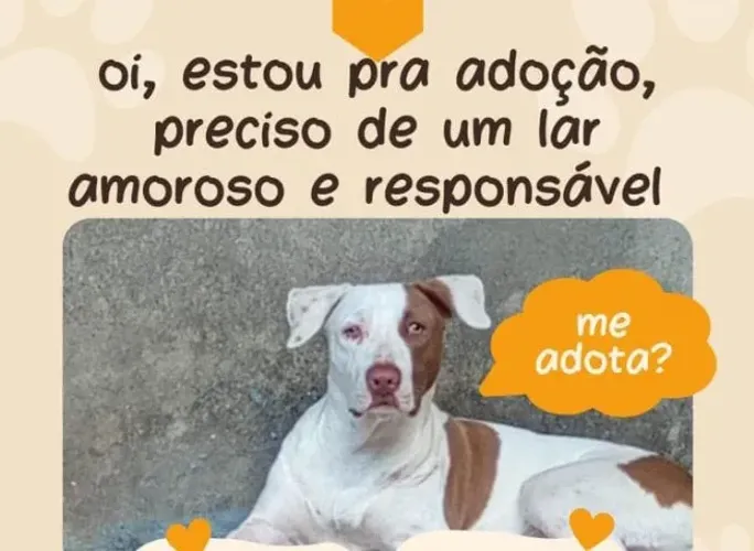 Adoção responsável 