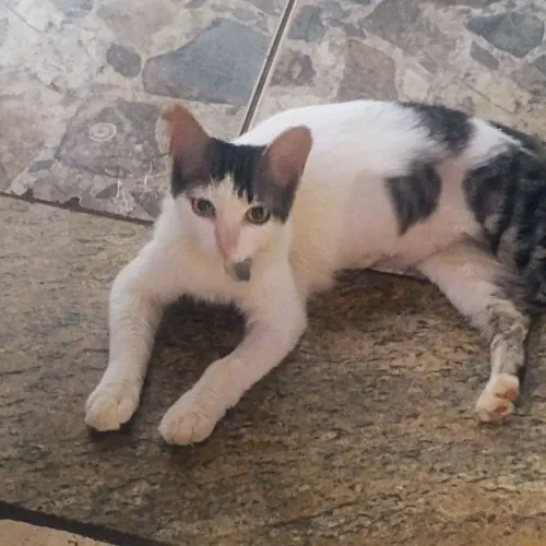 doa-se uma gata fêmea 6 meses castrada e um filhote de três mes siamês