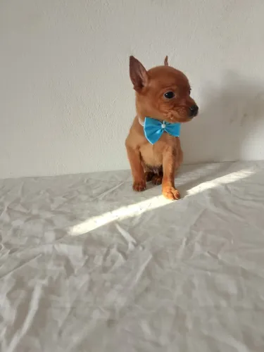 Pinscher com 70 dias vacinado