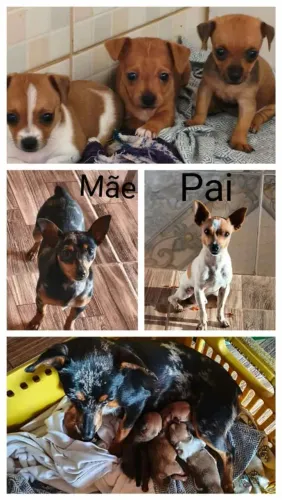 Pinscher 1