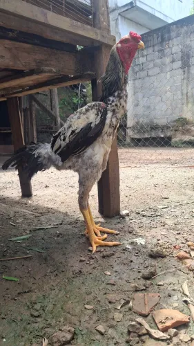Galo