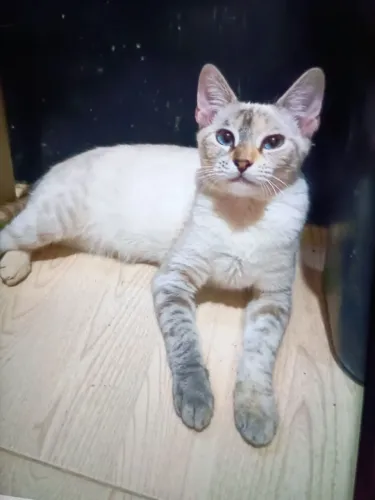 Gatinha para doação