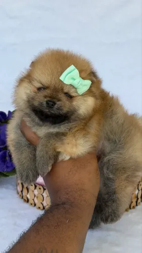 Fêmea de Spitz Alemão